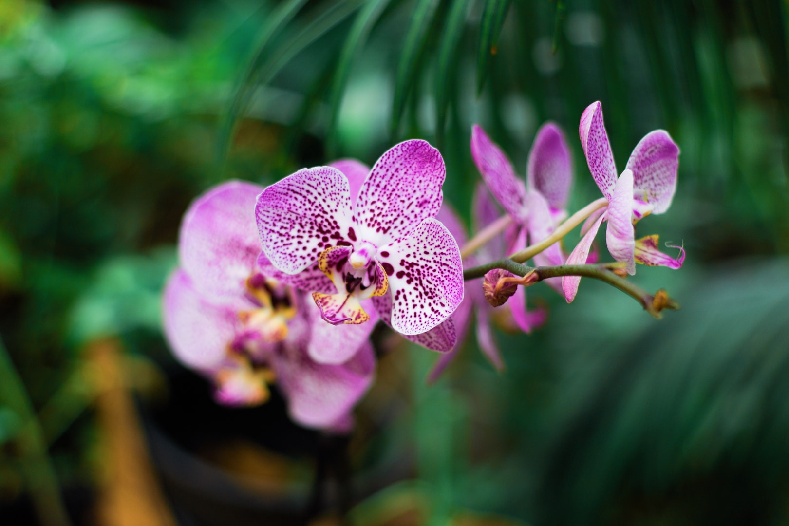 Pachnąca Orchidea - kompleksowa pielęgnacja i relaks 90 minut 