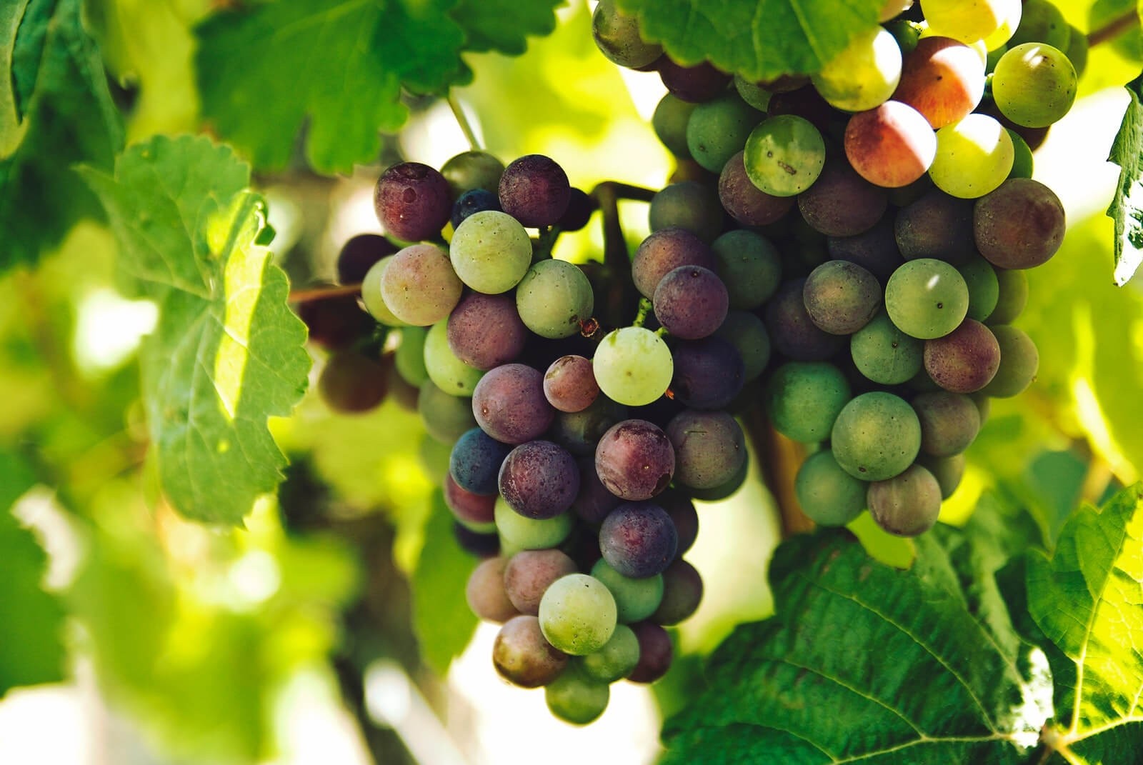 Owocowy Detox winogronowy peeling cukrowy oraz owocowy masaż ciała 90 minut 